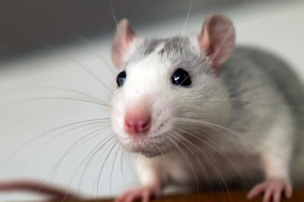 Rodents vs. Technology: Why Smart Detection Beats Traditional Traps
